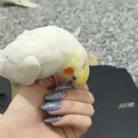 عروس هلندی|پرنده|شوش, |دیوار