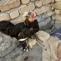 خروس سلطان