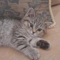 گربه اسکاتیش گلد