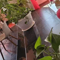 پتوس|گل و گیاه طبیعی|شاهینشهر, شهرک هشت بهشت|دیوار