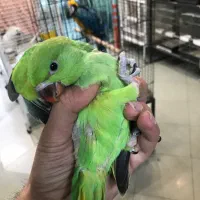 جوجه سرلاکی ملنگو سبز وابی