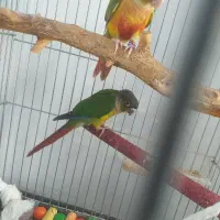 یک جفت گرینچک بالق   و  یک عدد گرینچک ماده