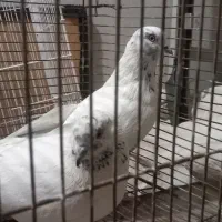 نر و ماده تهرانی کله دمبی