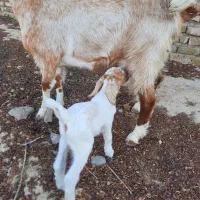 بز..|حیوانات مزرعه|فردوس (خراسان), |دیوار