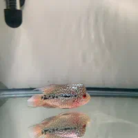 فلاور کامفا f2|ماهی|تهران, فلسطین (میدان انقلاب)|دیوار