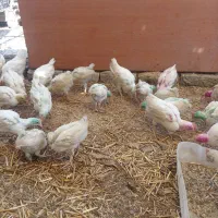 جوجه خروس ماشینی