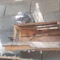 کبوتر انواع|پرنده|جم, |دیوار