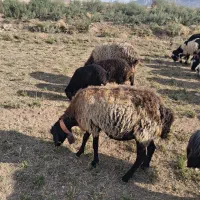میش زاییده بابره..