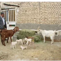 بزهای آبستن از نربز فرانسوی اصل شیری نربزکاموری