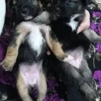 سگ پاکوتاه اشپیتز