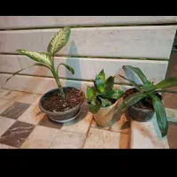 فروش چند عدد گیاه خانگی|گل و گیاه طبیعی|لنجان, |دیوار