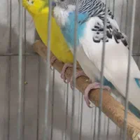 مرغ عشق مولد.نفچ|پرنده|کرج, آق تپه|دیوار