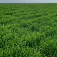 اجاره ۲۵ هکتار زمین زراعی