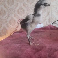 اوشامو جوجه