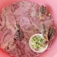 فروش جوجه بوقلمون 7 روزه
