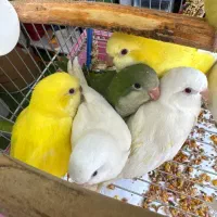 راهب جوجه راهب رام و دستی