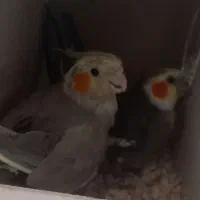 عروس هلندی نر و ماده با ۴تا تخم