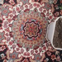 کناره نو|فرش|تربتحیدریه, حیدرآباد|دیوار