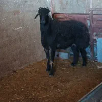 قوچ قزل افشار و قره چال بز سانن|حیوانات مزرعه|کمیجان, |دیوار