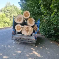 فروش چوب کبوده تحویل کارگاه|خدمات باغبانی و درختکاری|سامان, |دیوار