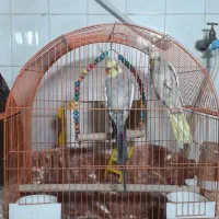 فروش عروس هلندی