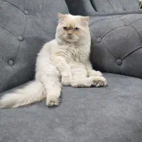 گربه نر بریتیش ۱ ساله