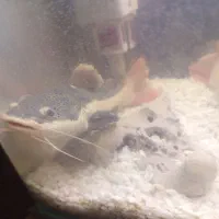 2 عدد ردتیل ماهی با اکواریوم و لوازم|ماهی|هشتگرد, هشتگرد قدیم|دیوار