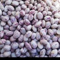 لوبیا چیتی تازه