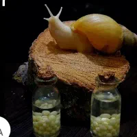 خاویار حلزون