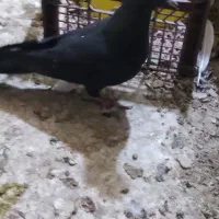 کبوتر گمشده