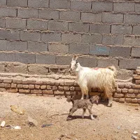 بز،بزقاله،بزیکساله