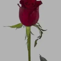 دنبال شخصی میگردم