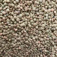 عدس خلخال|خوردنی و آشامیدنی|رشت, معلولین|دیوار
