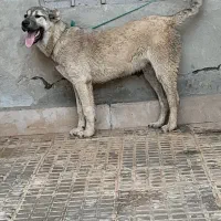 سگ سرابی|سگ|اردبیل, |دیوار