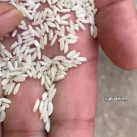 برنج عنبر بو شعیبیه برداشت امسال|خوردنی و آشامیدنی|باوی, |دیوار