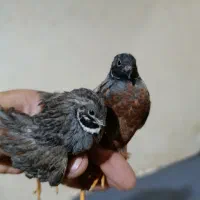 تخم بلدرچین مینیاتوری رنگ خاص