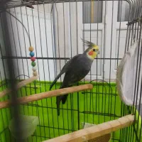 عروس هلندی نر