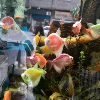 کالر ویدو|ماهی|تهران, خاک سفید|دیوار
