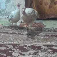 جفت بوقلمون