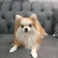 سگ پامرانین