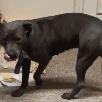 واگذاری سگ پیت بول خاکستری