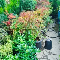 خدمات باغبانی احمدی سرویس به تمام نقاط تهران|خدمات باغبانی و درختکاری|تهران, کامرانیه|دیوار