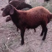 گوسفند