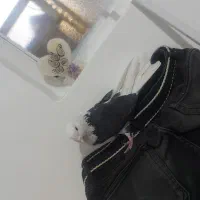 کفتر پرشی|پرنده|شهریار, شهرک شاهد|دیوار