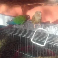 جفت نرماده جوان.طوطی گرینچیک|پرنده|خمینی‌شهر, |دیوار