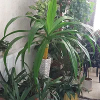 گل اشک ملکه ۷ساله