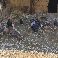 بوقلمون نر و ماده سرحال