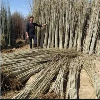 نهال صنوبر کبوده سپیدار