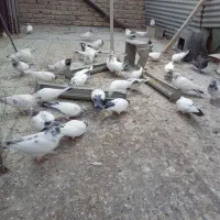 کبوتر|پرنده|اصفهان, جلالیه|دیوار