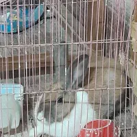 خرگوش طلای رنگ